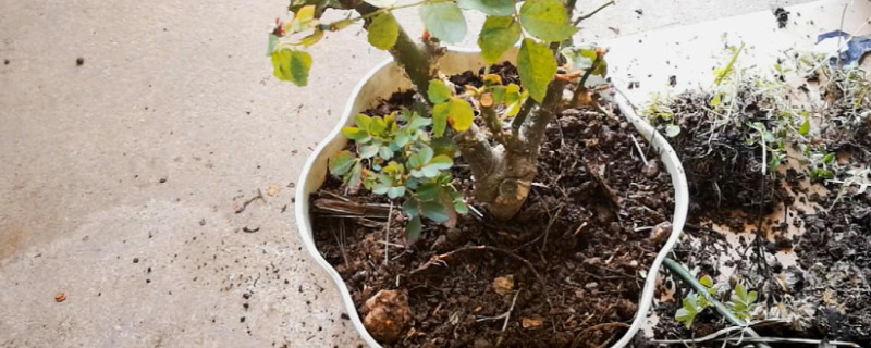 移栽植物时根部为什么要多留土
