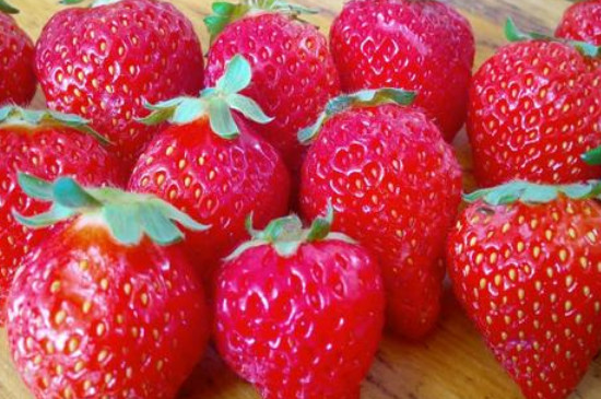 大草莓品种