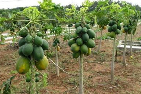 木瓜种子能种植吗?几月种最佳