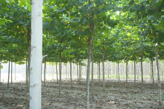 长得最快的杨树品种