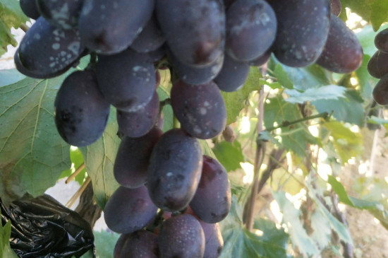 秋黑葡萄品种介绍