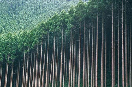 杉树苗种植方法