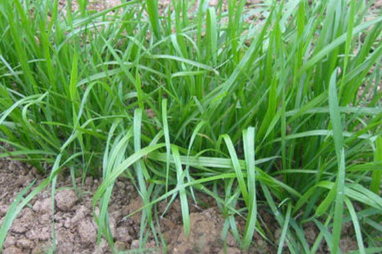 黑麦草的种植季节和种植方法