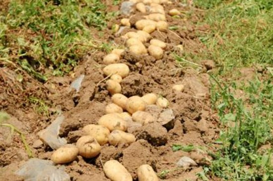 山东露天土豆种植时间