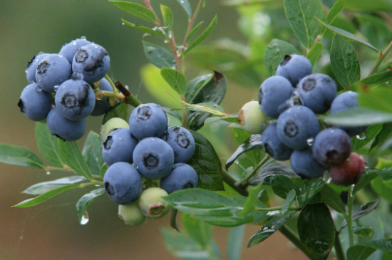南高丛蓝莓品种有哪些品种