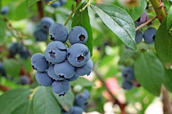 南高丛蓝莓品种有哪些品种