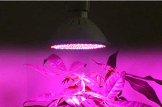 植物补光灯怎么选