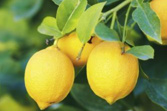 香水柠檬种植技术与管理