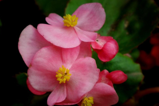 四季海棠花的扦插方法和时间