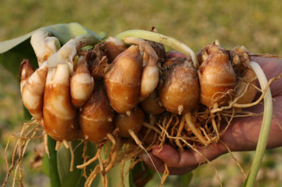 沙姜种植技术与管理