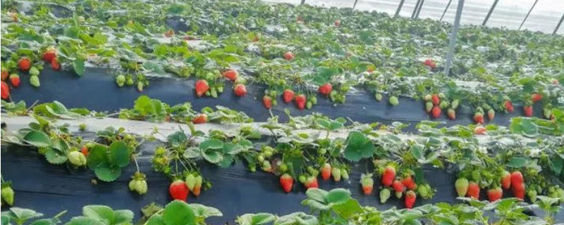 怎样种植草莓又大又甜