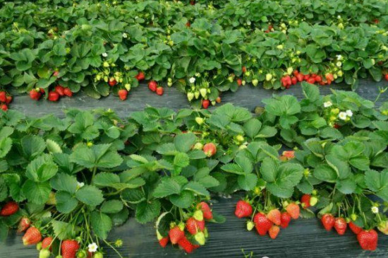 怎样种植草莓又大又甜