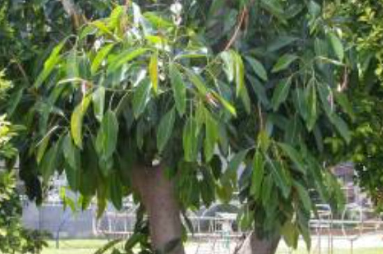 橡胶树盆栽的养殖方法和注意事项