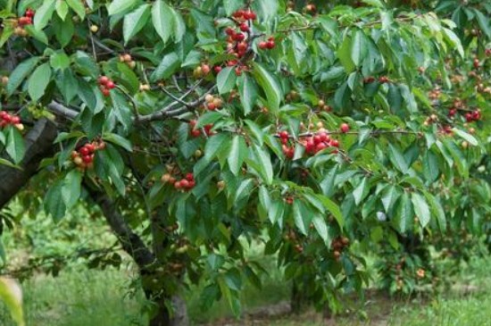 樱桃树苗的种植方法及管理方式