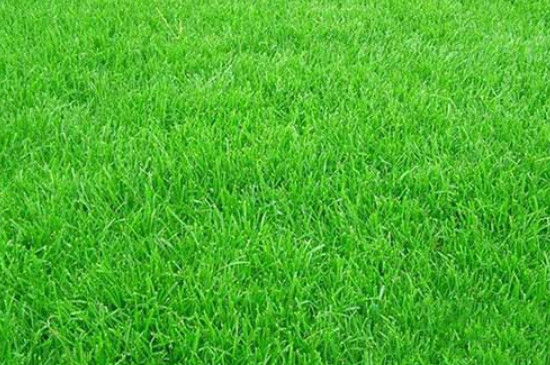草坪草籽播种方法