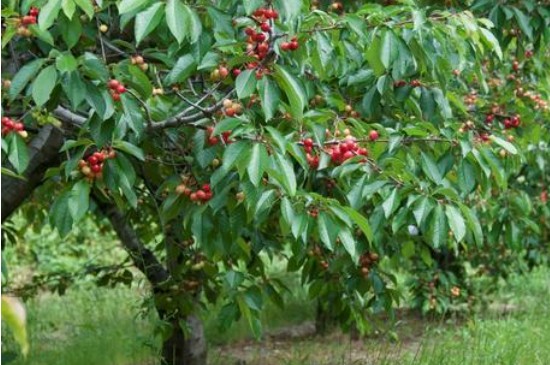 樱桃种在南方几年才可以挂果