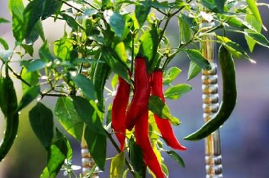 辣椒生长阶段各个时期的施肥