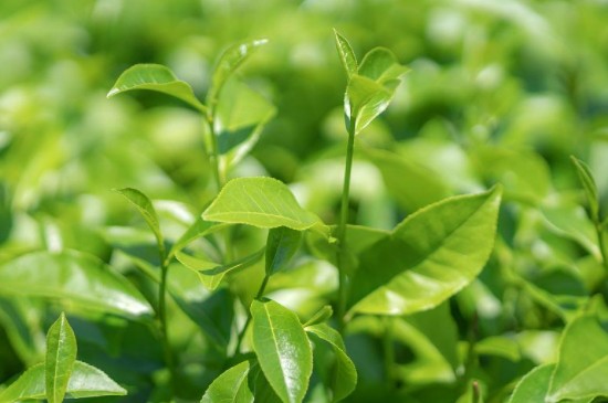 茶叶种植行距和株距