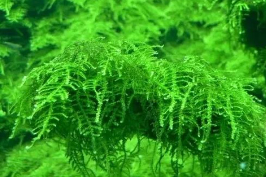 万年藓可以种水下吗