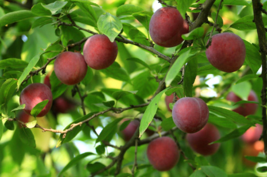 李子果树的栽培和管理