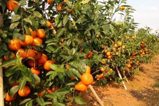 柑橘开春用什么肥料