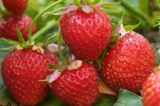 草莓怎么施肥和浇水