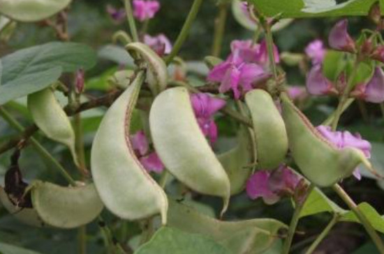 大棚芸豆的种植技术及管理