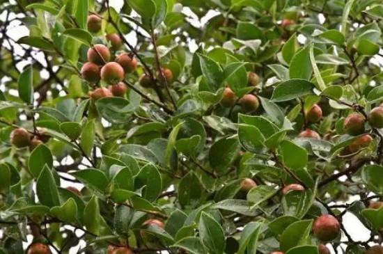 油茶树苗的种植与管理