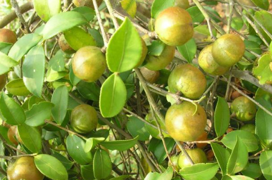 油茶树苗的种植与管理