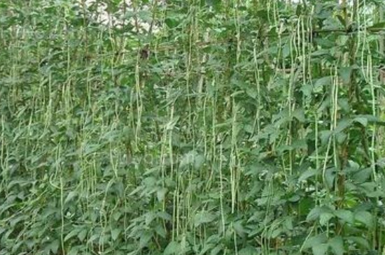 豆角育苗温度的多少度