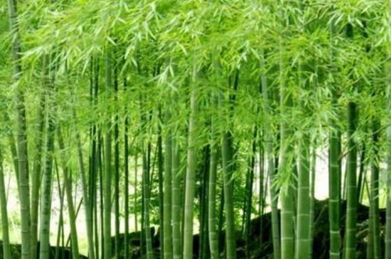楠竹种子种植方法