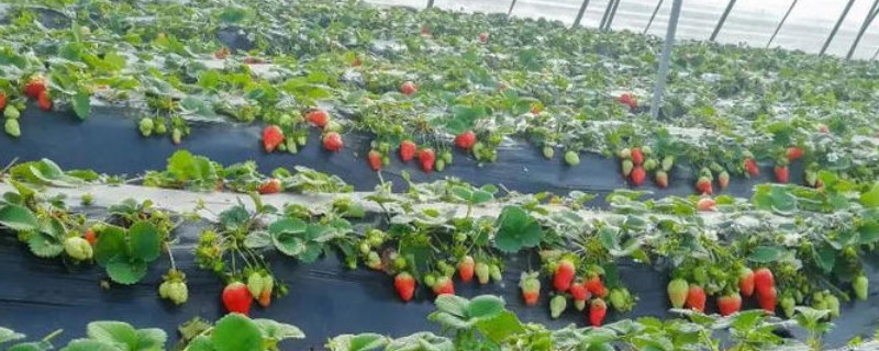 如何自己调配种草莓的营养土