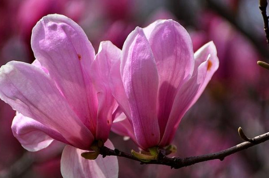 紫玉兰树苗种植的注意事项