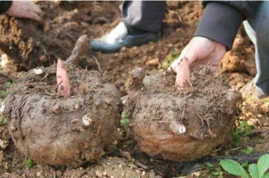 魔芋适合种植什么土壤