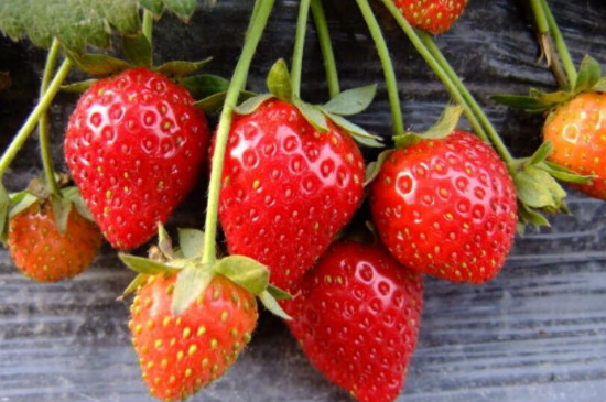 草莓苗的种植方法及管理