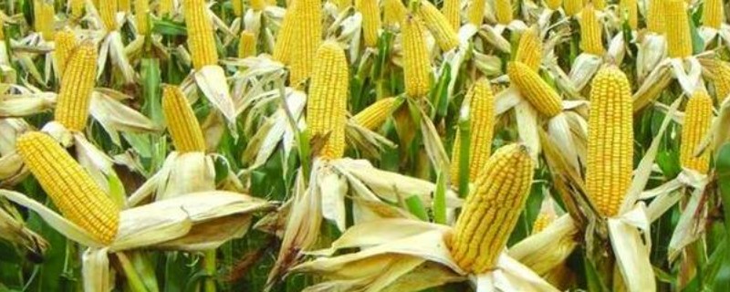 糯玉米种植时间和方法