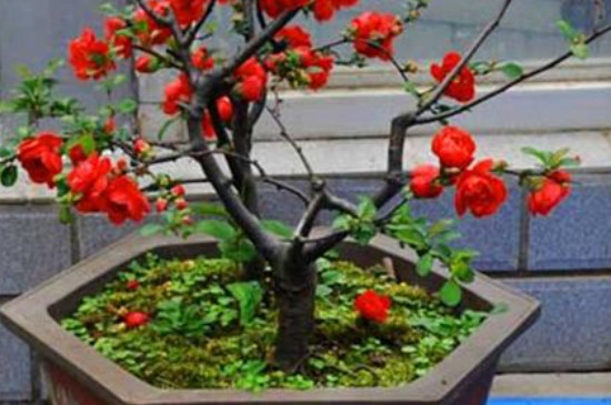 日本海棠盆栽的养殖方法和注意事项