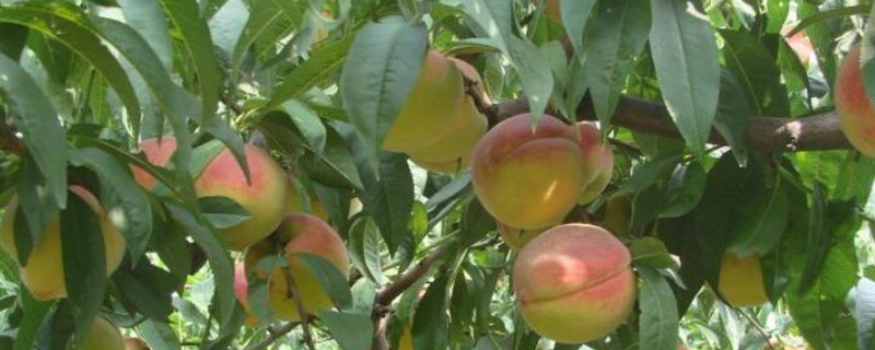黄桃种植几年挂果
