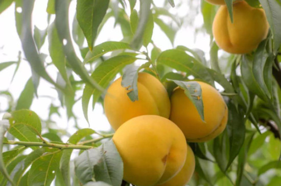 黄桃种植几年挂果