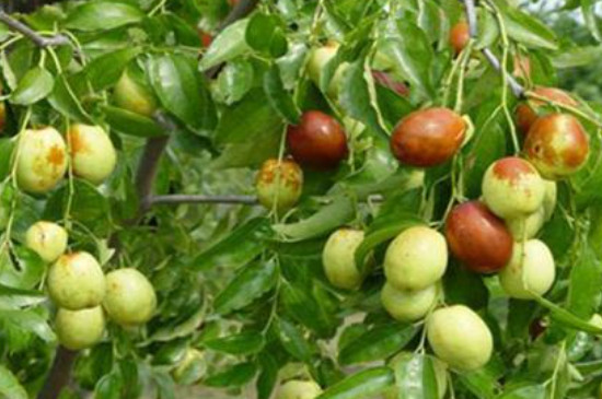 枣树可以嫁接哪些果树