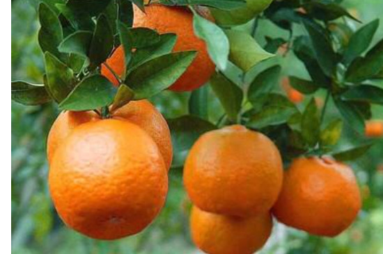 沃柑柑橘区别