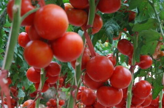 西红柿种植时间季节