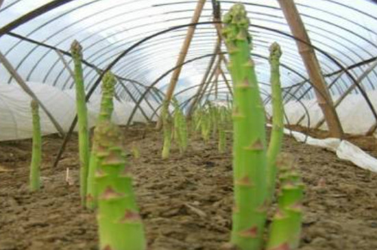 芦笋种子的种植方法和时间
