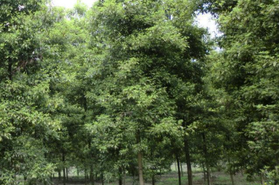 金絲楠木可以種在院子裏嗎