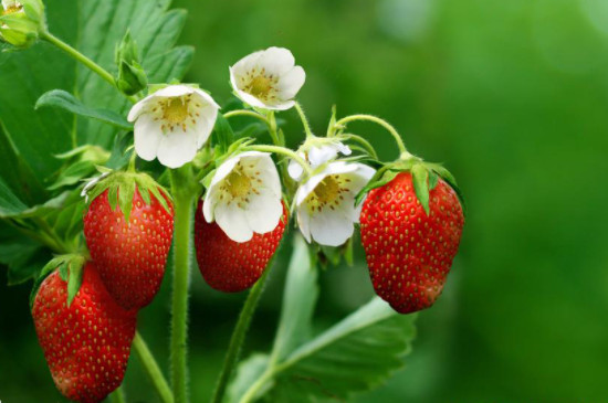 草莓种子怎么播种发芽
