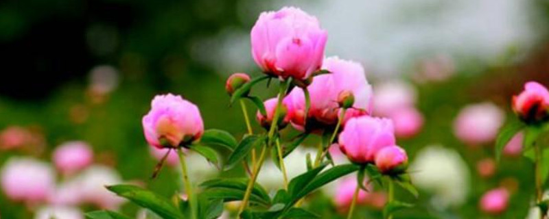 蔷薇花的养殖方法
