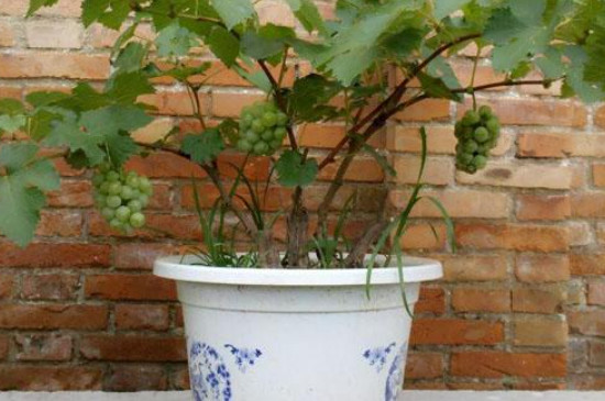 盆栽葡萄树的养殖方法和注意事项