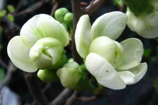 绿宝石海棠的养殖方法和注意事项