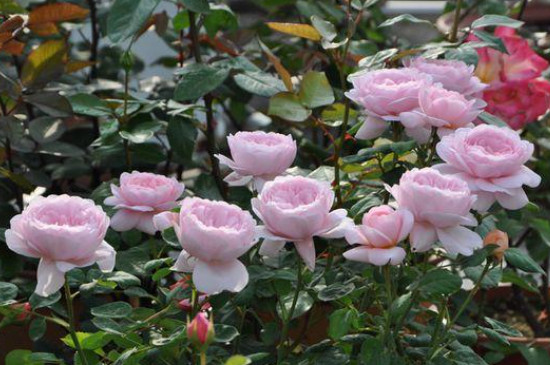 欧月玫瑰的养殖方法和注意事项