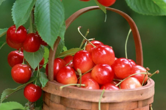 樱桃种子怎么种植方法